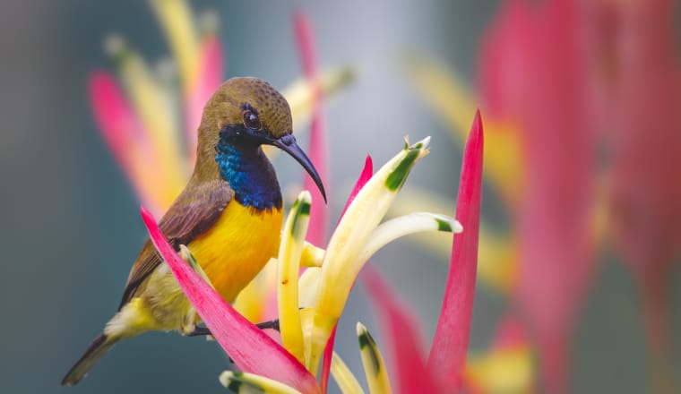 Der Vogel hat einen olivfarbenen Rücken, metallsich blaue Brust, gelben Bauch und langen gebogenen Schnabel und sitzt in einer geöffneten Blüte