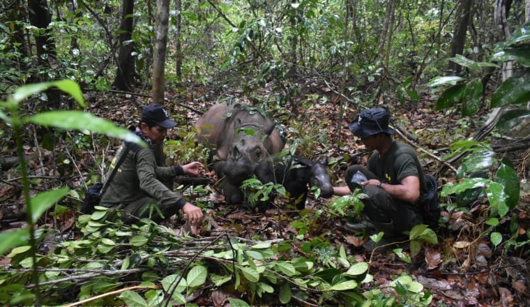 Auf dem Waldboden liegt eine Nashorn-Kuh, vor ihr steht ihr neugeborenes Kalb, rechts und links hocken zwei Ranger