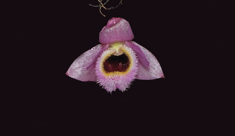 lilafarbene Orchidee auf schwarzem Grund, in der mittleren Blüte hat sie einen dunklen Kreis