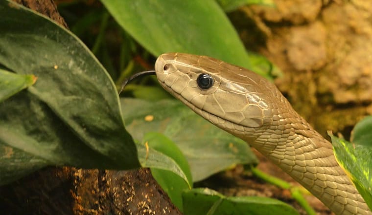 Nur das Maul ist schwarz: die Schwarze Mamba