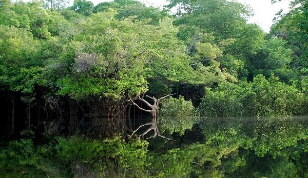 Amazonas-Landschaft westlich von Manaus, in Brasilien
