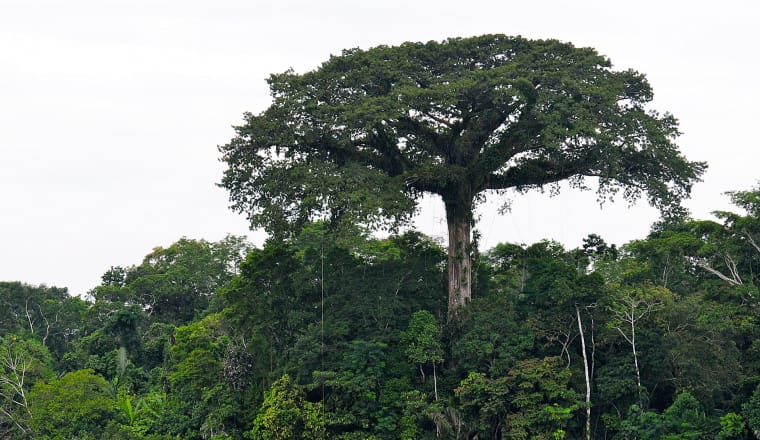 Regenwald mit überragendem Kapokbaum