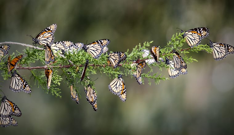 Rund 15 Monarchfalter haben sich auf einem grünen Zweig niedergelassen