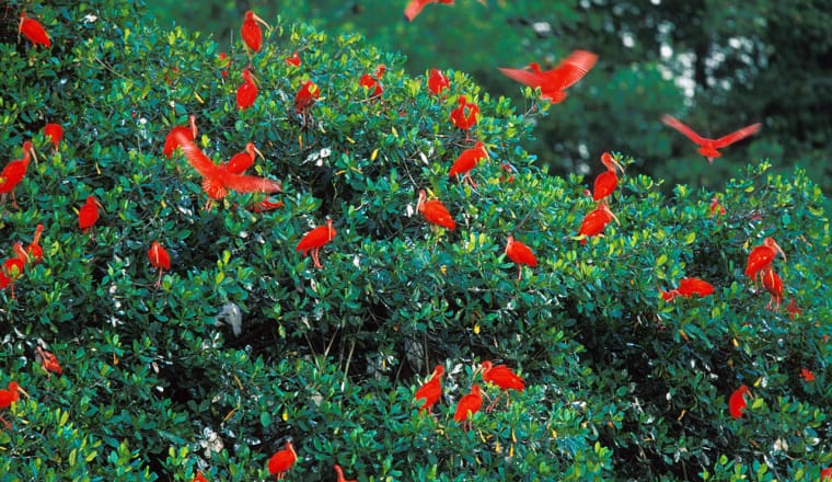 Scharlachsichler (Eudocimus ruber), auch Roter Ibis, Scharlach-Ibis oder Roter Sichler, Vogelschar in Mangrovenbäumen, Südamerika