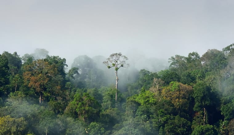 Nebel im Amazonas-Regenwald
