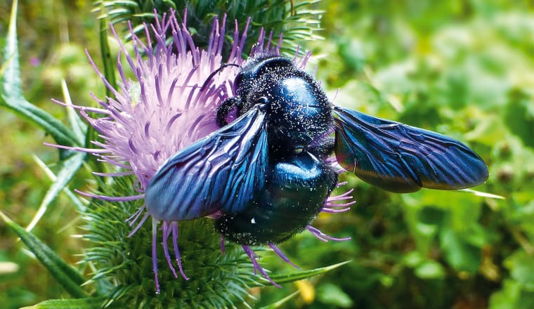 Blauschillernde Biene hängt an einer violetten diestel-ähnlichen Blüte