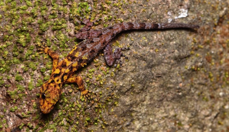 der Zweifarben-Gecko ist vorn gelblich, hinten braun, mit schwarzen Flecken