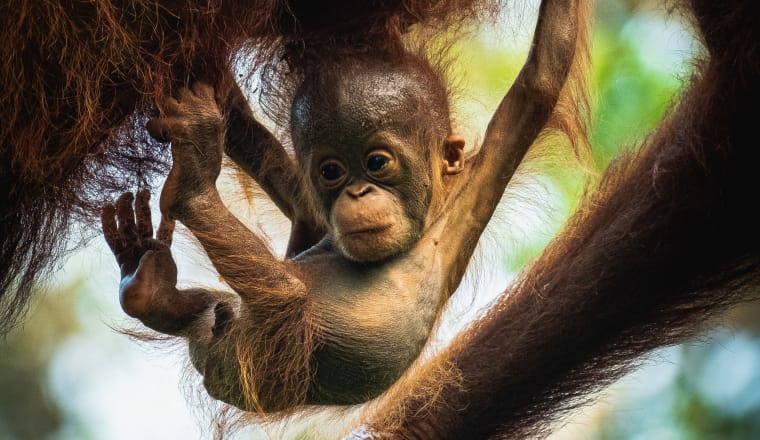 Baby Orang-utan hängt an seiner Mutter im Regenwald