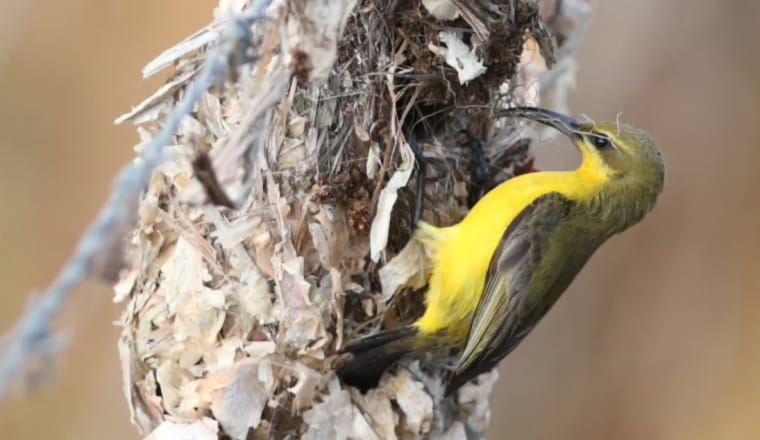 Ein kleiner Vogel hängt an einem tropfenförmigen Nest, seine Unterseite ist leuchtend gelb, Rücken und Kopf olivgrün