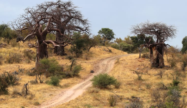 Schotterstraße führt durch eine afrikanische Savanne