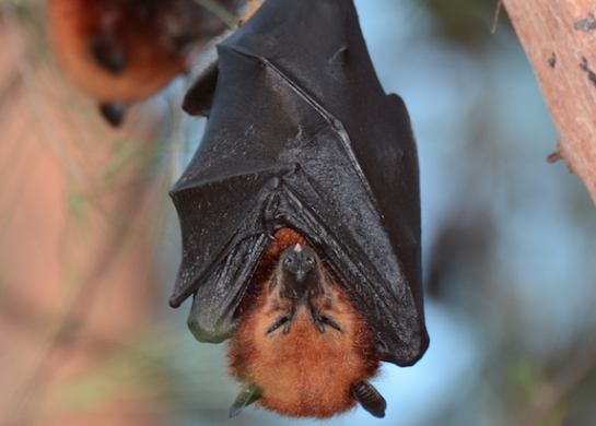 Insel-Flughunde sind die wichtigsten Bestäuber für den Durian-Baum in Südostasien