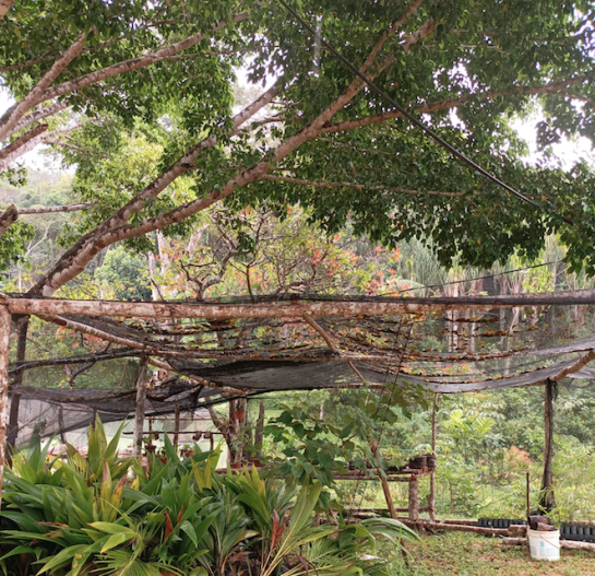 Offenes Gewächshaus, getragen von Baumstämmen, darüber spannt sich ein Netz. Drinnen sieht man Pflanzentöpfe