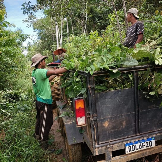  Drei junge Männer beladen im Wald einen Traktor-Anhänger mit gesammelten Zweigen und Blättern. Einer steht am Rand, einer sitzt oben auf den blättern, einer auf dem Traktor