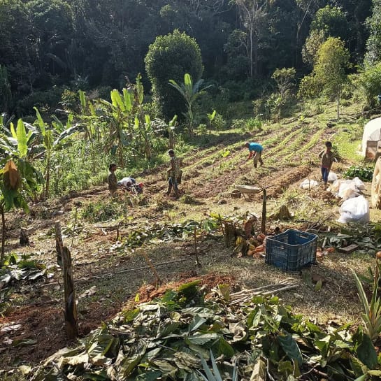 ... das sich gut eignet als Dünger für das Gemüsebeet Mehrere Menschen stehen teils gebückt an einem Hang und bereiten den Boden für Gemüseanbau vor. Dazu verteilen sie Laub und Holz zur Düngung auf dem Boden. Im Hintergrund dichter Wald