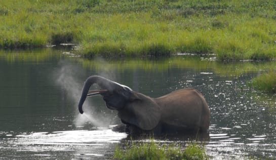 Waldelefant beim Bad in einem See, Demokratische Republik Kongo