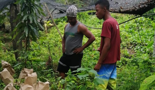 Große Auswahl an jungen Urwaldbäumen in der Gärtnerei Hebert Silva Santos in der Baumschule, einige einhiemische Pflanzen kaufen sie als Setzlinge, wenn es gerade saisonbedingt keine Samen gibt