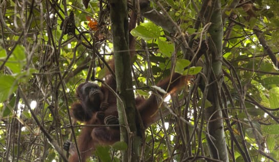 Orang-Utan-Mutter mit Baby im dichten Blätterwald