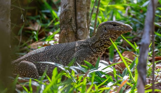 Ein jugendlicher Waran hält im Tieflandregenwald nach Beute Ausschau Komodowanran im Wald