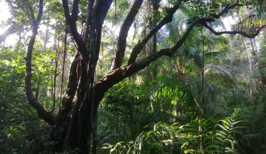 Ein großer Urwaldbaum steht im Vordergrund des Dschungels
