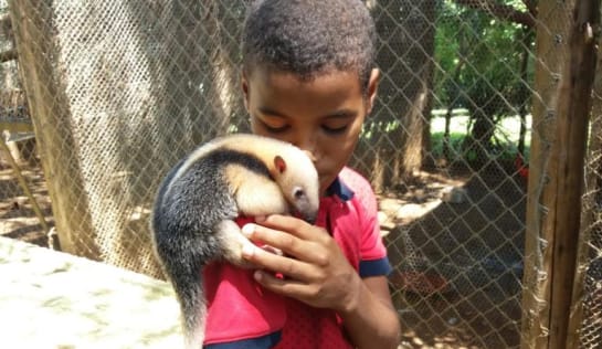 und verabschiedet sich von dem Kleinen – denn bald wird er in die Freiheit entlassen Daniel hat den Ameisenbären als Baby gerettet, seine Mutter war von Wilderern getötet worden, Sie haben ihn in die Auffangstation gebracht. Ein Jahr später konnte er ausgewildert werden