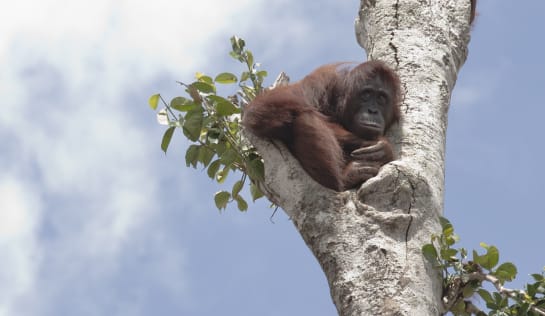 Orang-Utan sitz in einer Astgabel eines einsamen Baumes, im Hintergrund blauer Himmel.  