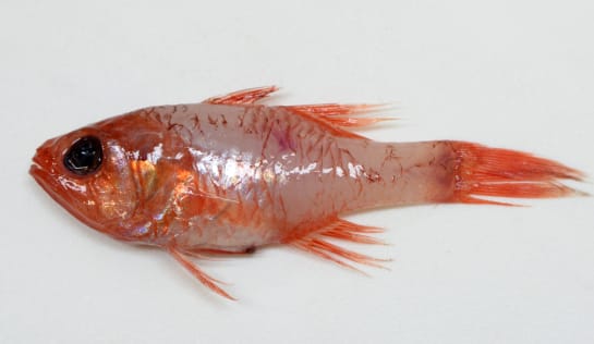 Rot-silberner Fisch