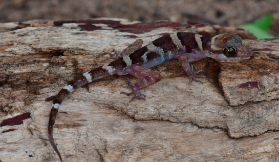 Bogenfinger-Gecko in Kambodscha ein Bogenfinger-Gecko sitzt auf einem Baumstann. Er hat weiße Streifen auf brauner Haut.