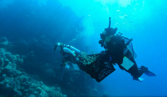 Zwei Taucher bringen Korallenfragmente in einem Korb zu einer freien Stelle, wo sie die Korallen ansiedeln wollen. Das ganze in einem tiefblauen Meer
