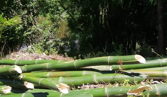 Hebert und Bianca dürfen die Riesen-Bambusstangen am Fluss ernten und für ihre Töpfchen zuschneiden