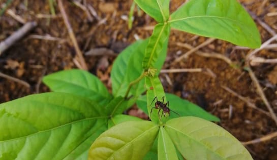 Ingá und Ameise leben in Symbiose, sie trinkt den milichigen Saft und verteidigt die Pflanze vor feinlichen Insekten