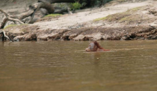Orang-Utan schwimmt durch einen Fluss, im Hintergrund ist das Ufer zu erkennen. 