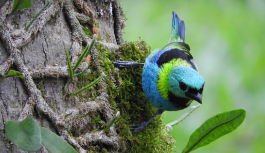 Ein Vogel mit hellblauen Kopf, grüne Halskrause und dunkelblauen Flügel sitzt an einem mossbewachsenen Baumstamm