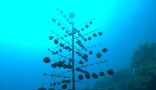 Dort wachsen die gesammelten Korallen langsam heran Im tiefblauen Meer sieht man ein verzweigtes Gestell, an dem kugelförmige Korallen hängen