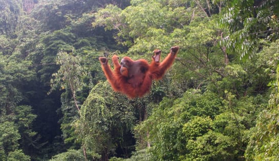 Orang-Utan spingt auf Sumatra, Bukit Lawang, Nord Sumatra durch die Luft