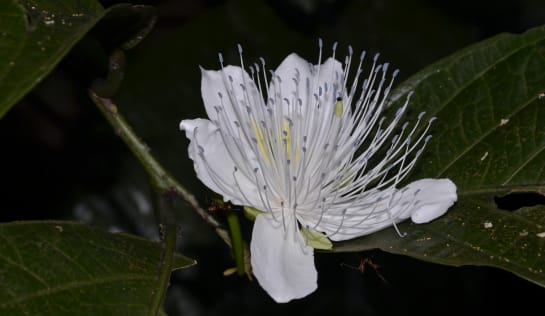 Blüte eines Kapernbusches in Laos Weiße Blüte mit zarten Fäden im Inneren