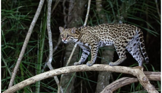 Der Ozelot ist selten geworten im brasilianischen Küstenwald Ein Ozelot steht auf einem querliegenden Ast im Regenwald