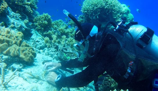 Ein Taucher setzt gezüchtete Korallen in eine freue Stelle an einem Riff