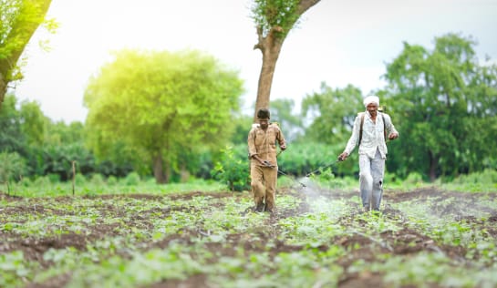Indischer Landwirt sprüht ungeschützt Pestizide auf Baumwollpantage für Fast Fashion