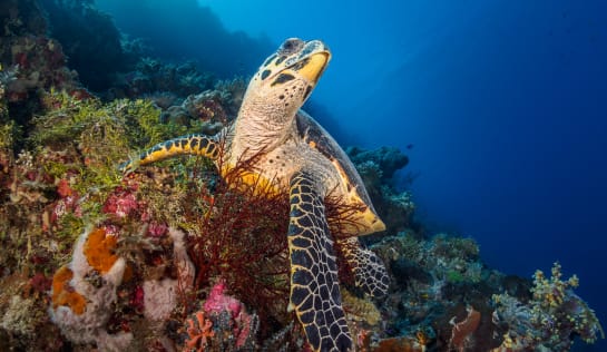 Eine große Schildkröte sitzt mitten in einem Korallenriff, Ansicht von vorn, man sieht die Vorderbeine und den erhobenen Kopf