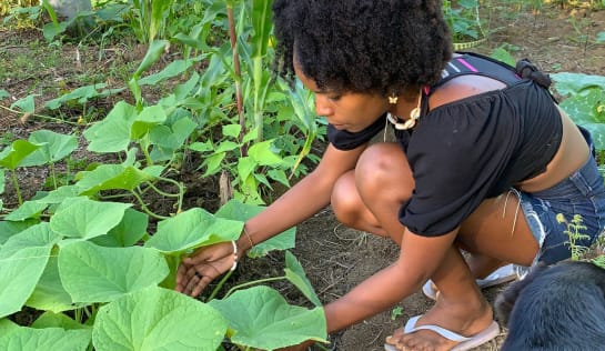 Kailane pflegt das Gemüsebeet Ein junges Mädchen hockt vor einem Beet mit großblättrigen Pflanzen
