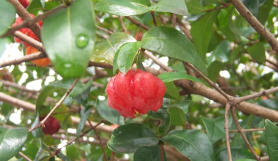 ... und ganz besonders die Pitanga Pitanga heißt die Surinamkirsche in Brasilien. Ihre säuerlichen Früchte schmecken vielen Vögeln