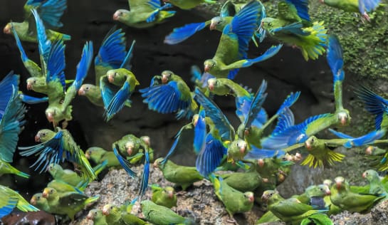 Ein Schwarm grüner Papageien mit kobaltblauen Flügeln fliegt über einem Wasserloch. Einige grüne Papageien sitzen rund um den Tümpel