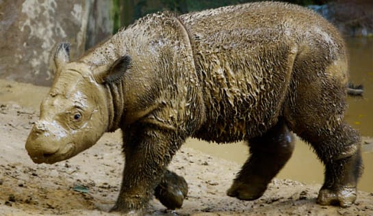 Ein Sumatra-Nashorn Baby das im Schlamm gebadet hat
