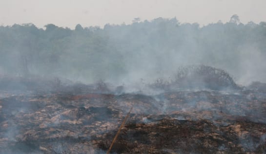 Hier wurde Wald für eine Palmölplantage auf Sumatra abgebrannt – und jede Menge CO2 freigesetzt Smog nach Waldbrand für Palmölplantagen auf Sumatra