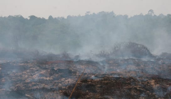 Smog nach Waldbrand für Palmölplantagen auf Sumatra