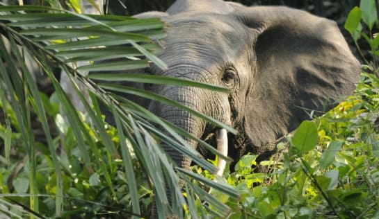 Afrikanischer Waldelefant 