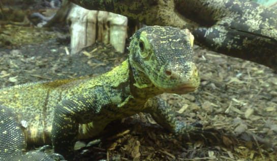 ...seine grünlichen Schuppen geben ihm Tarnung. Beide Fotos wurden im Zoo aufgenommen. Junger Komodowaran im Zoo