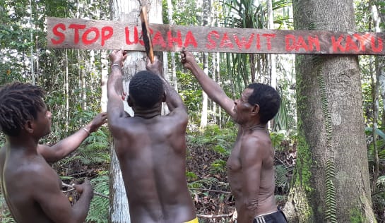 3 Männer mit bloßem Oberkörper hängen ein Spruchband im Wald auf. Der Text: Stoppt Palmöl- und Holzfirmen