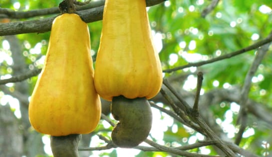 Cashew-Äpfel am Baum zwei birnenförmige gelbe Früchte hängen an einen Ast, aus dem Boden ragt jeweils ein dunkelgrüner gebogener Kern in Form einer Cashew-Nuss