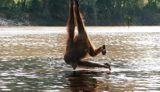 dieser Orang-Utan trinkt aus einem Fluss und hängt dabei an Arm und Bein von einem Ast hinunter